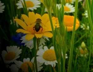 Bees 2 © Linda Lamon 2017