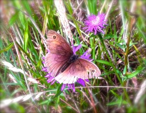ButterflyMay'sWood© Linda Lamon 2017