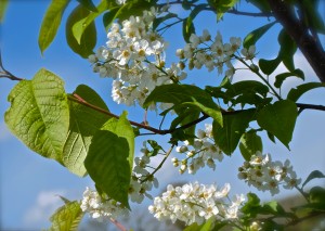 Cherry blossom © Linda Lamon 2017