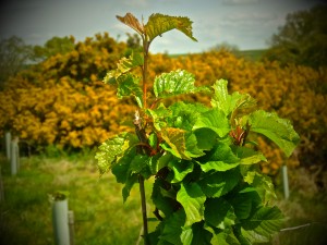 Geulder New shoots & Gorse May's Wood © Linda Lamon 2017