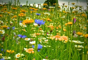 Mays wood wildflowers © Linda Lamon 2017