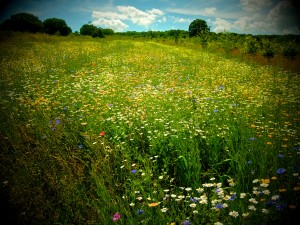 May's Wood (c) Linda Lamon