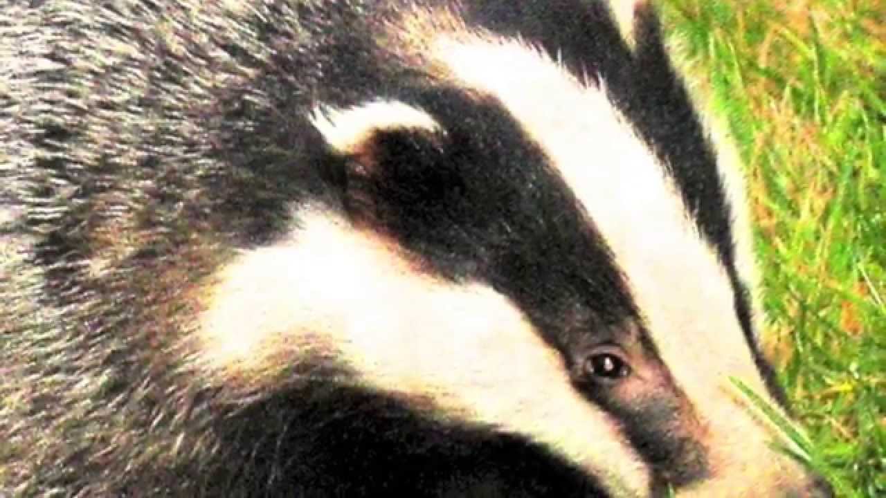 Creature's Of The Wood Supporting National Badger Week 